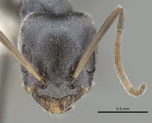 Forelius chalybaeus - CASENT0249691