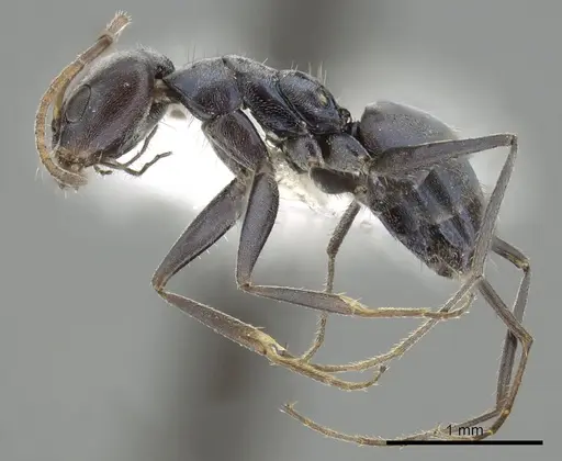 Forelius chalybaeus - CASENT0249691