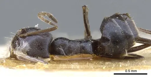 Forelius chalybaeus - CASENT0905114