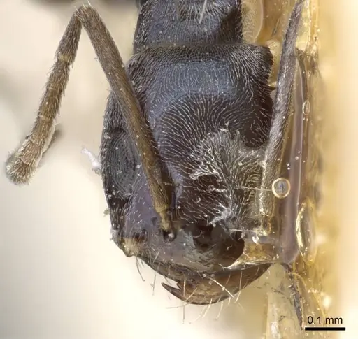 Forelius chalybaeus - CASENT0905114