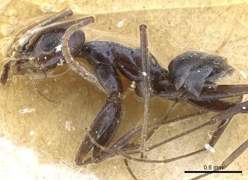 Forelius chalybaeus - CASENT0905114