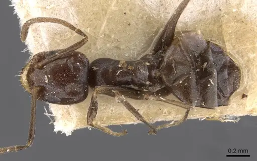 Forelius chalybaeus - CASENT0909713