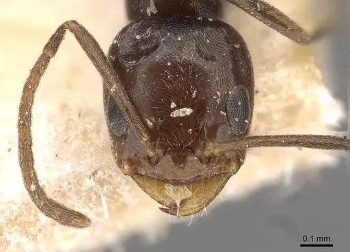 Forelius chalybaeus - CASENT0909713