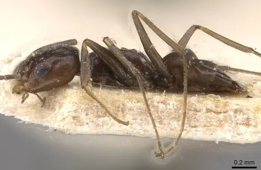 Forelius chalybaeus - CASENT0909713