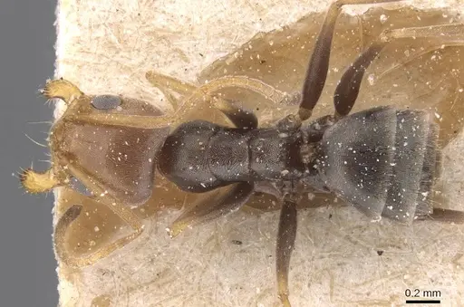 Forelius chalybaeus - CASENT0911548