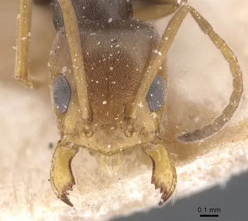 Forelius chalybaeus - CASENT0911548