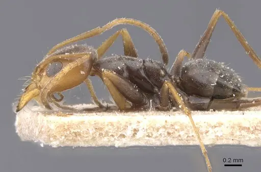 Forelius chalybaeus - CASENT0911548