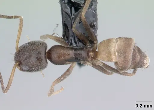 Forelius damiani specimen