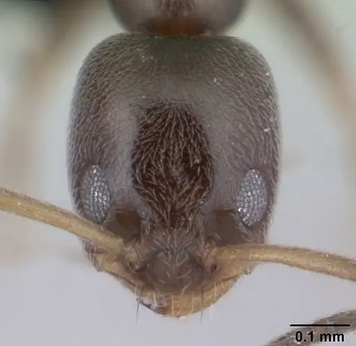 Forelius damiani specimen