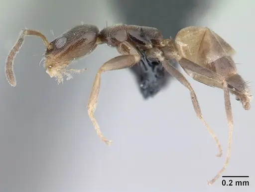 Forelius damiani specimen