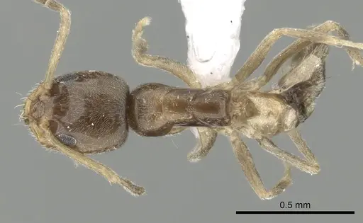 Forelius damiani - CASENT0249698