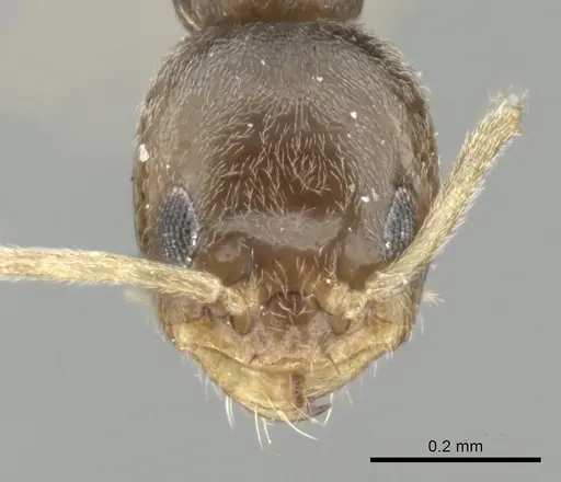 Forelius damiani - CASENT0249698