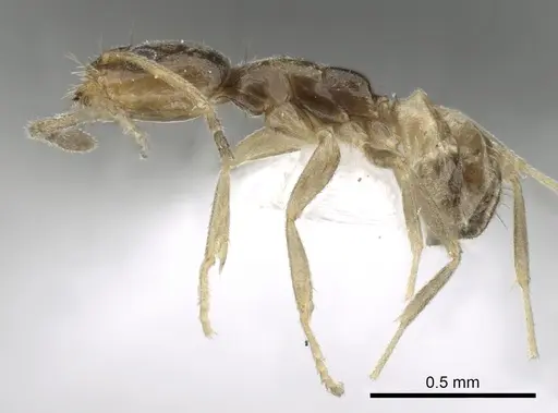 Forelius damiani - CASENT0249698