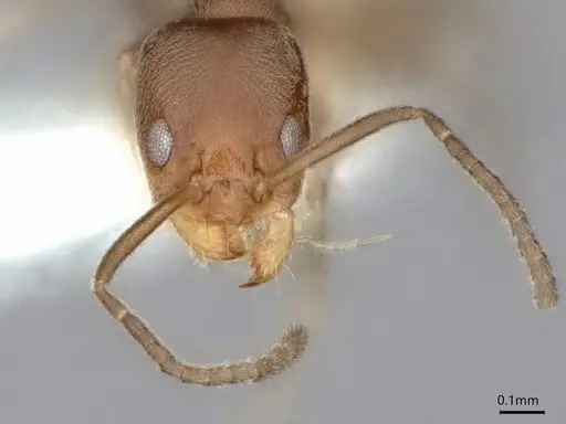 Forelius damiani - CASENT0841241