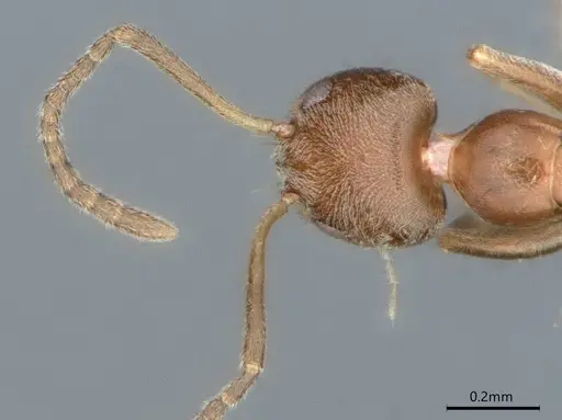 Forelius damiani - CASENT0841241