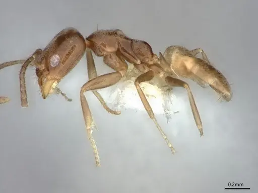 Forelius damiani - CASENT0841241