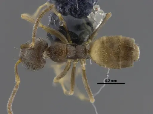 Forelius damiani - CBUMAGENT41880