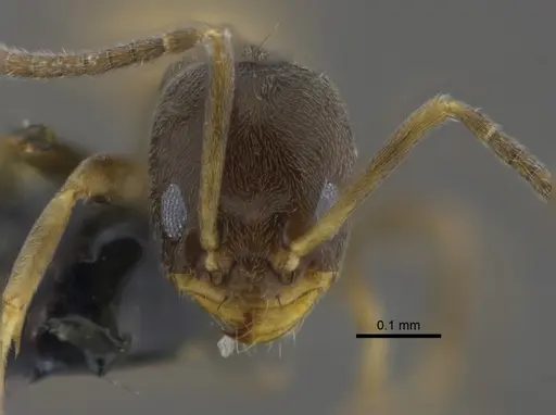 Forelius damiani - CBUMAGENT41880