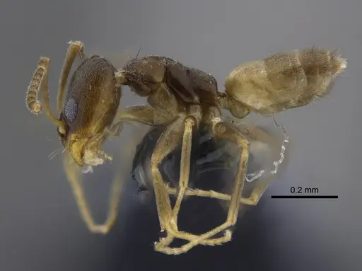 Forelius damiani - CBUMAGENT41880