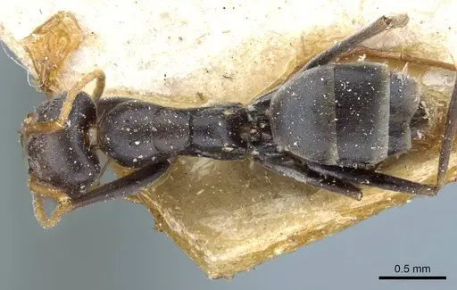 Forelius grandis specimen