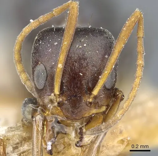 Forelius grandis specimen