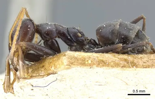 Forelius grandis specimen