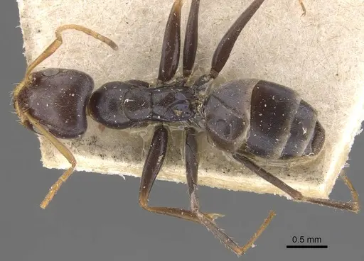 Forelius grandis - CASENT0907619