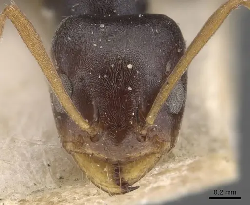 Forelius grandis - CASENT0907619