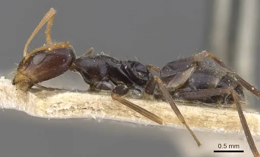 Forelius grandis - CASENT0907619