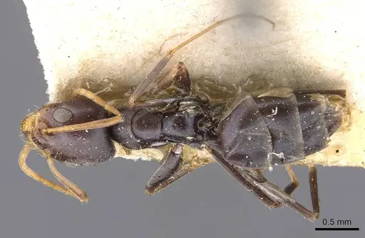 Forelius grandis - CASENT0909714