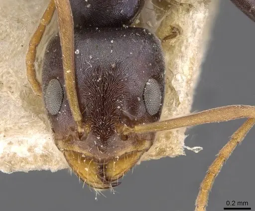 Forelius grandis - CASENT0909714