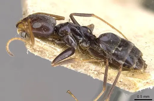 Forelius grandis - CASENT0909714