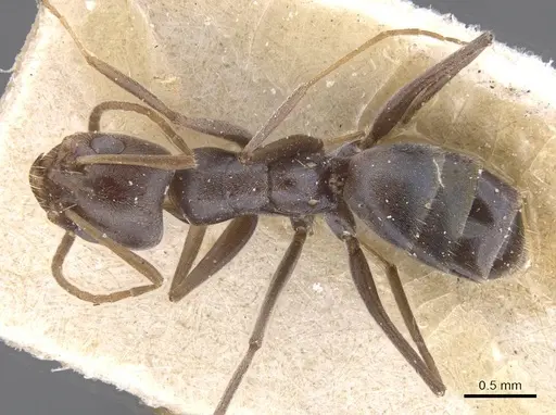 Forelius grandis - CASENT0911549