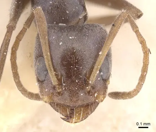 Forelius grandis - CASENT0911549