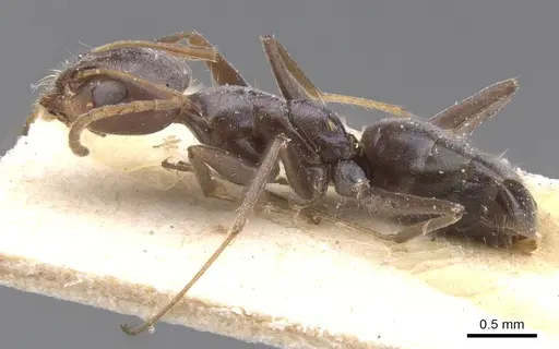 Forelius grandis - CASENT0911549