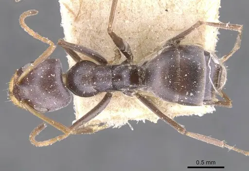 Forelius grandis - CASENT0911550