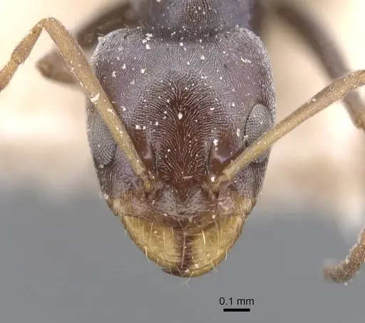 Forelius grandis - CASENT0911550