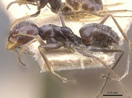 Forelius grandis - CASENT0911550