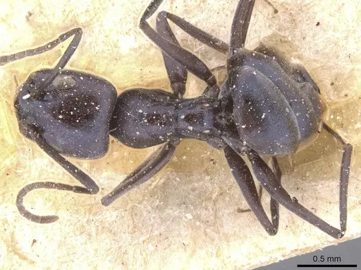 Forelius grandis - CASENT0911551