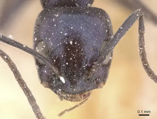 Forelius grandis - CASENT0911551