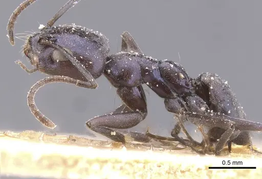 Forelius grandis - CASENT0911551