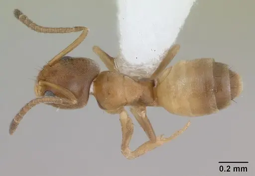 Forelius heyeri specimen