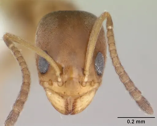 Forelius heyeri specimen