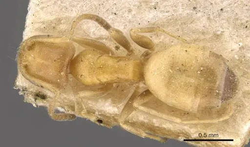 Forelius heyeri - CASENT0909771