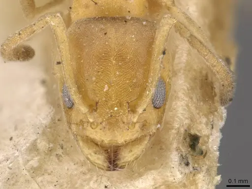 Forelius heyeri - CASENT0909771