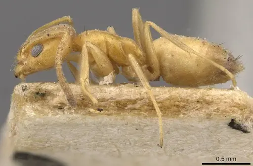 Forelius heyeri - CASENT0909771