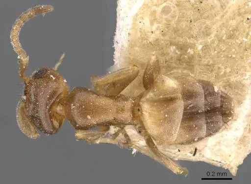 Forelius heyeri - CASENT0909772