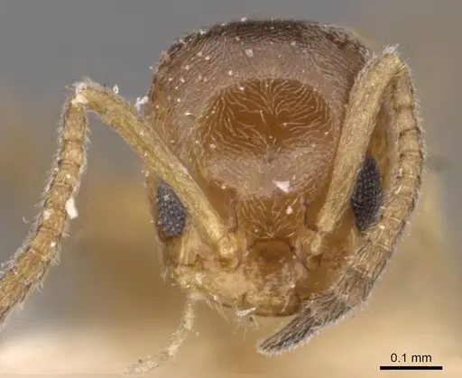 Forelius heyeri - CASENT0909772