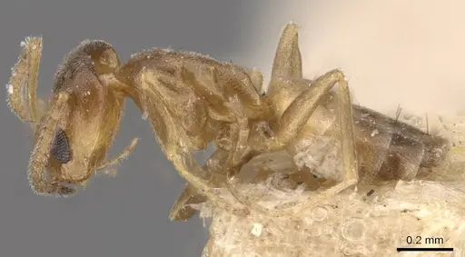 Forelius heyeri - CASENT0909772