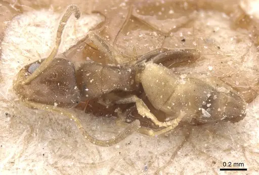 Forelius heyeri - CASENT0911547